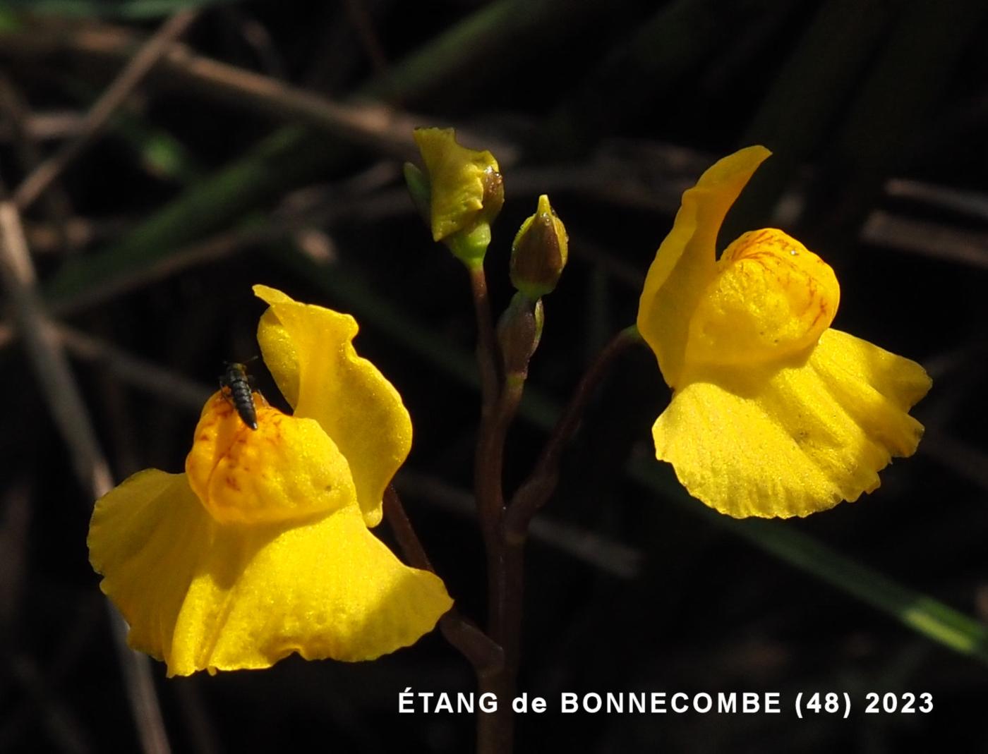 Bladderwort, Flat-flowered flower